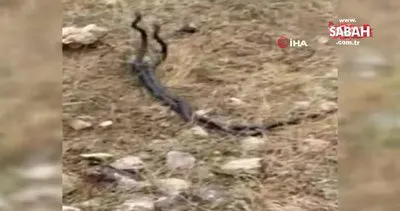 Diyarbakır’da yılanların çılgın dansı kamerada | Video