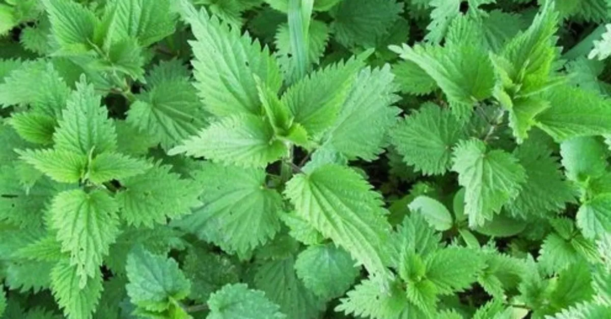 isirgan otu nelere iyi gelir