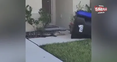 ABD’de şoke eden görüntüler! Evin bahçesine giren dev timsahı çöp bidonuyla yakaladı | Video