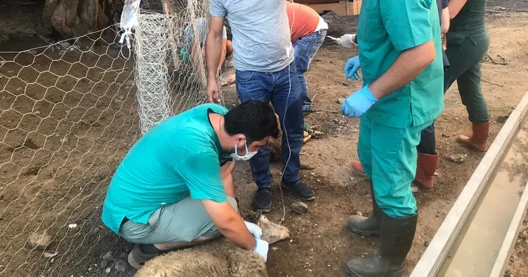 ’Canbulan’ yaralı hayvanlara can oluyor