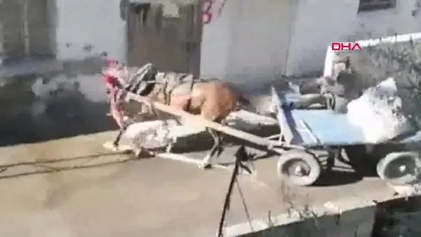 Adana'da pitbull dehşeti kamerada! Ağzına saldırıp kanlar içinde bıraktı