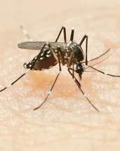 Dikkat! Basit bir sinek demeyin: Ölüm tehlikesi taşıyor...