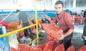 Kuraklık, havuç üreticisini de etkiledi