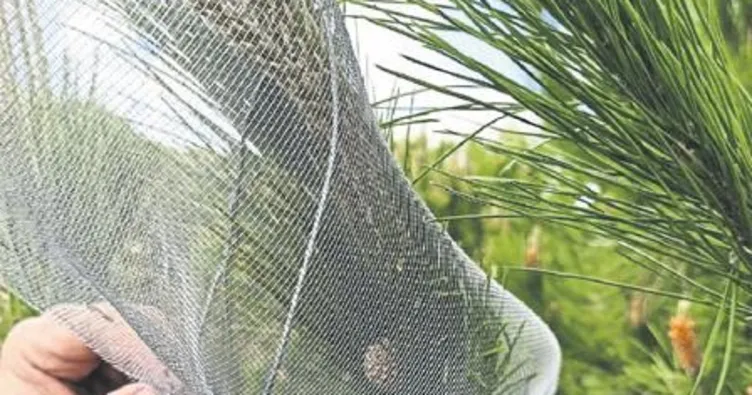 Çam fıstığı seferberliği