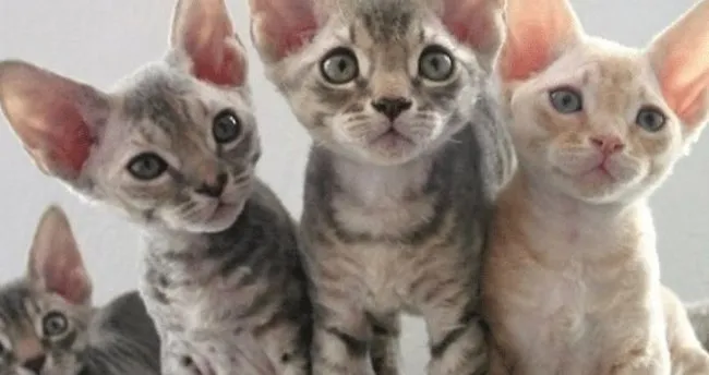 alerji yapmayan kedi diye bir sey yok saglik haberleri