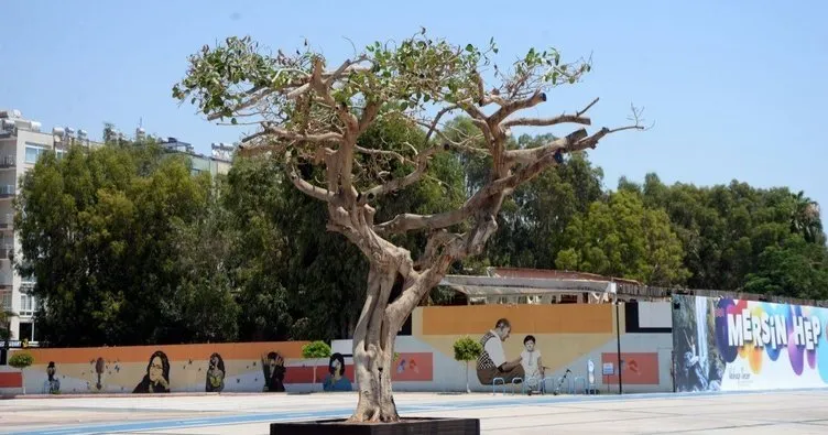 Son dakika: Mersin Özgecan Aslan Meydanı’ndaki ağacın kurutulması skandalında yeni gelişme! Savcılık ifadesi ortaya çıktı