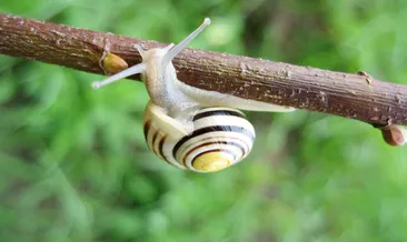 Rüyada salyangoz görmek en anlama gelir?