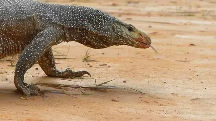 Vahşi doğanın en acımasız hayvanları karşı karşıya! Komodo ejderi ve piton: Yaşam mücadelesi kamerada...