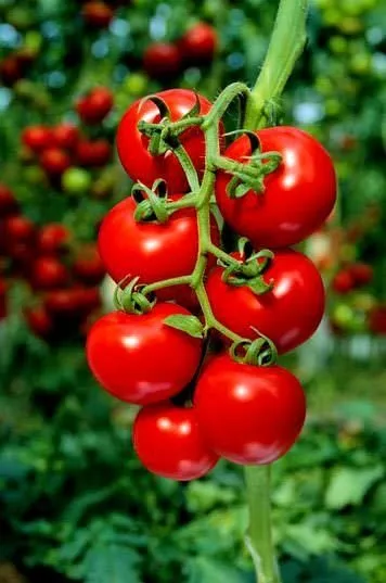 Pankreasınızı korumak için domates yiyin