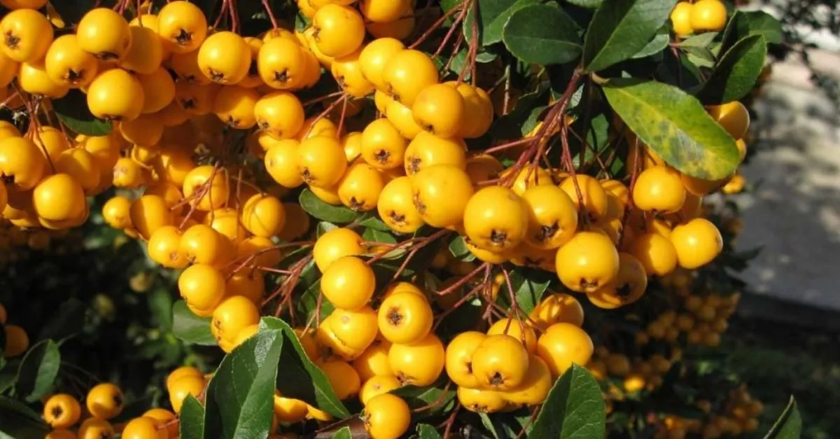 Alic Nedir Faydalari Nelerdir Alic Meyvesinin Ve Yapraginin Bilinmeyen Faydalari Saglik Haberleri