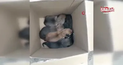 Çöp konteynerine atılan 5 yavru köpek temizlik personelinin dikkatiyle kurtarıldı