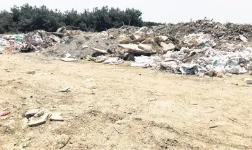 Ormanın kıyısında çevre katliamı