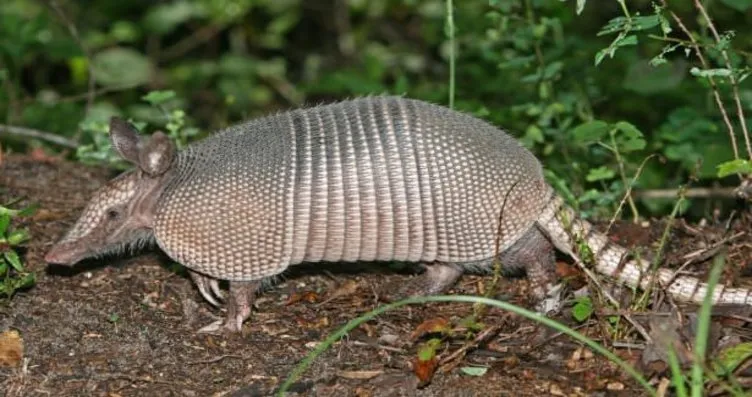 zirhli hayvan armadillo galeri yasam