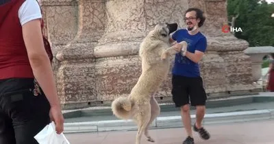 Son Dakika Haberi: İstanbul’da sokak köpeği samimiyeti ilerletince nasıl kaçacağını şaşıran vatandaş kamerada | Video