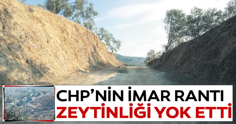 CHP’nin imar rantı zeytinliği yok etti