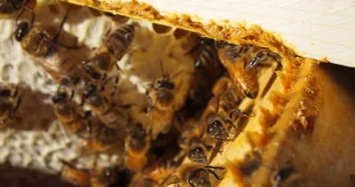 Propolis nedir? Faydaları nelerdir?