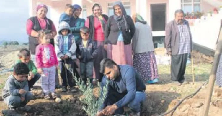 Rokete, zeytin fidanıyla cevap