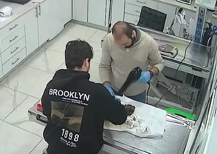 SON DAKİKA... Sokak köpeği yavrusunu veterinere getirdi: O anları güvenlik kamerası kaydetti!