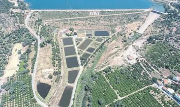 DSİ baraj göllerini balıkla dolduruyor