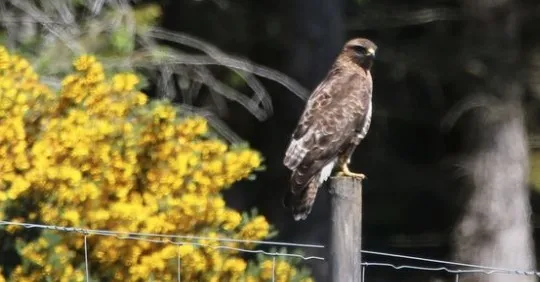 Yoldan geçene kabusu yaşatıyor! Sarışınları hedef alıyor, korkudan yanlarında sopa taşıyorlar