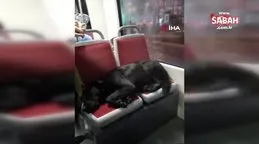 Tramvayın sevimli yolcusu uyuyarak İstanbul turu attı