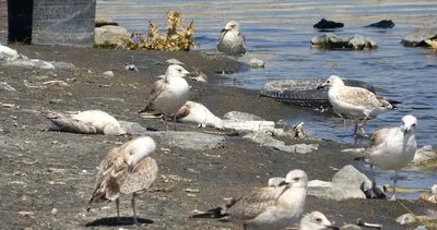 Van Gölü’nde martılar strese girip öldü! Sebebi herkesi şaşırttı!
