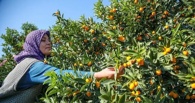 Kamkat Nasıl Çoğaltılır? Dalından ve Kökünden Kamkat Çiçeği Çoğaltma Ne Zaman ve Nasıl Yapılır? - Sağlık Haberleri