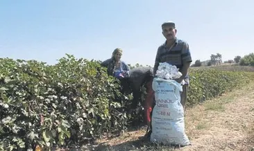 Beyaz altında ilk hasat yapıldı