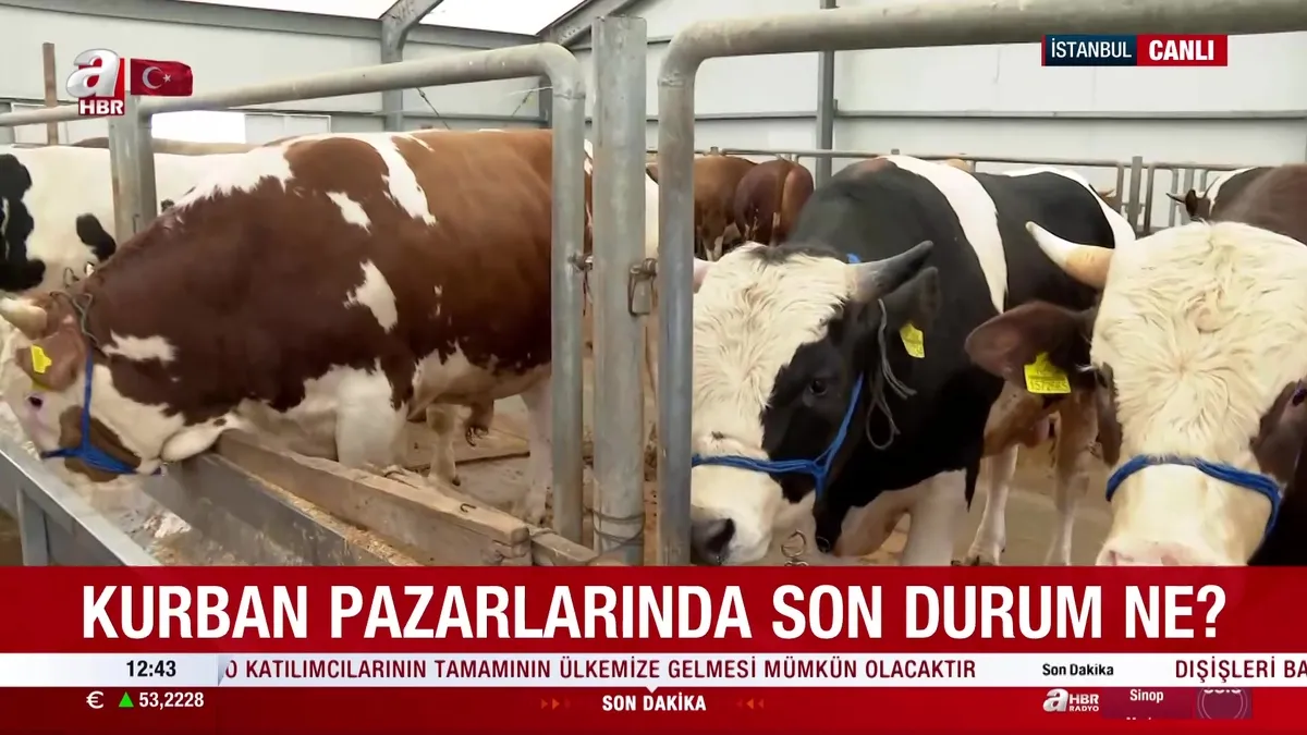 Kurban pazarlarında son durum: Kurbanlık alırken nelere dikkat edilmeli? Uzman isim uyardı! videosunu izle Kurban pazarlarında son durum: Kurbanlık alırken nelere dikkat edilmeli? Uzman isim uyardı! videosunu izle