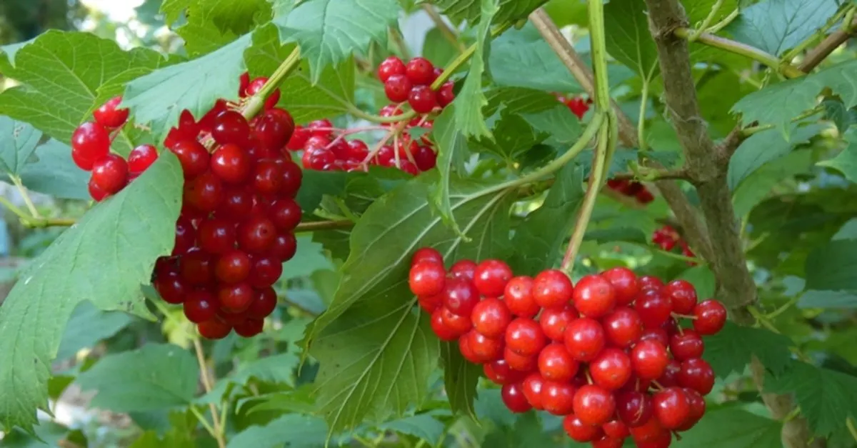 Gilaburu Faydaları Nelerdir? Gilaburu Hangi Hastalıklara ve Neye İyi Gelir? - Sabah
