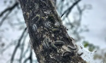 Uzmanından uyarı geldi: O bölgeyi istila ettiler! #artvin
