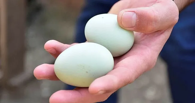 Ruyada Yumurta Gormek Ne Demek Ruyada Yumurta Yemek Ve Soymak Ne Anlama Gelir Son Dakika Yasam Haberleri