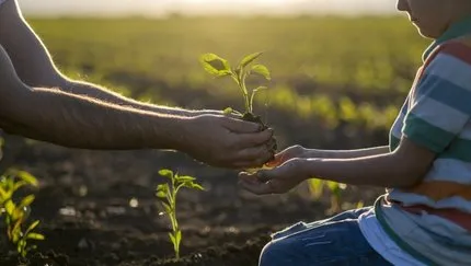 Fiğ Tohumu Nedir? Fiğ Tohumu Ne Zaman Ekilir ve Ne İşe Yarar?