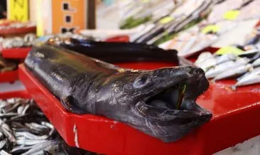 Çanakkale’de görenleri şaşkına çevirdi: 1.5 metrelik yılan balığı yakalandı
