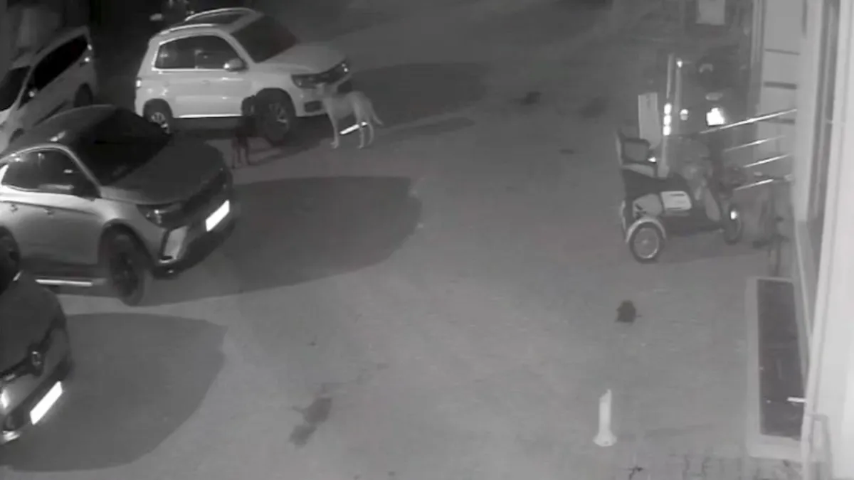 Kastamonu’da akılalmaz olay: Sokak köpekleri aracını parçaladı! ‘3 ay içerisinde 2 kez…’ Kastamonu’da akılalmaz olay: Sokak köpekleri aracını parçaladı! ‘3 ay içerisinde 2 kez…’