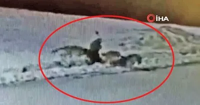 SON DAKİKA: Erzincan’da dehşet! Kurt sürüsüne saldıran sokak köpeğinin feci sonu kamerada | Video