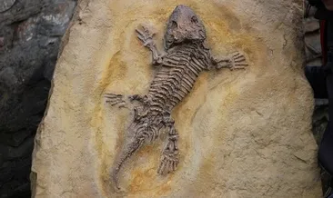 Tam 205 milyon yaşında! Bu hangi hayvan?