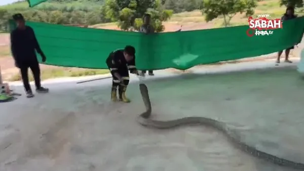 Tayland'da otomobilin kaputundan 16 kilo ağırlığında zehirli yılan çıktı | Video