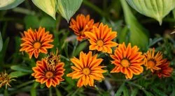 Gazanya Çiçeği Bakımı - Gazanya Çiçeği Nasıl Bakılır ve Çoğaltılır, Güneşi Sever Mi?