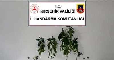 Kırşehir'de uyuşturucuya drone takibi: Bahçede 9 Kök Kenevir ele geçirildi #kirsehir