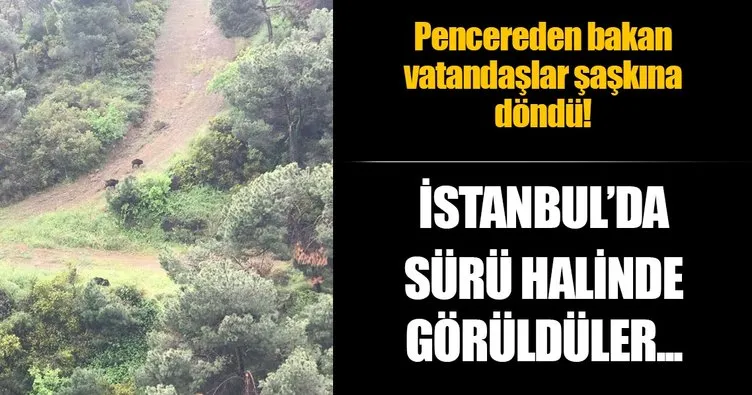 İstanbul’da ormanlık alanda şaşırtan görüntü