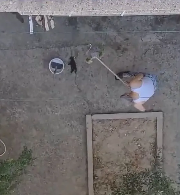 Son dakika… Manisa’da yavru kedileri işkenceyle öldürmüştü: O cani hakkında karar verildi!