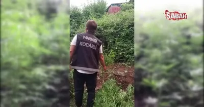 Orak ile kenevir hasadı yaparken yakalandı