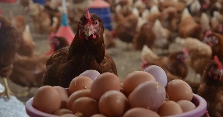Yumurta ve tavuk eti üretimi artarken inek sütü miktarı azaldı