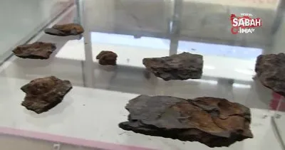 Şırnak’ta dağ yamacında bulunan şaşırtan canlı fosili kamerada | Video