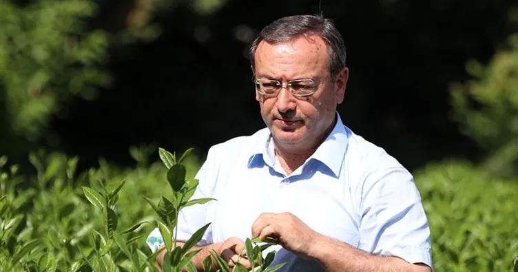 Kuru çay satışları 102 bin tona ulaştı