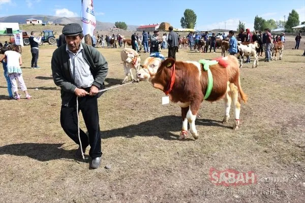Kars'ta buzağı güzellik yarışması