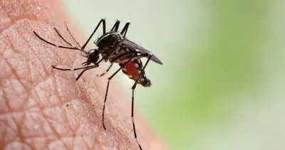 Sivrisinekleri çeken 5 faktör!