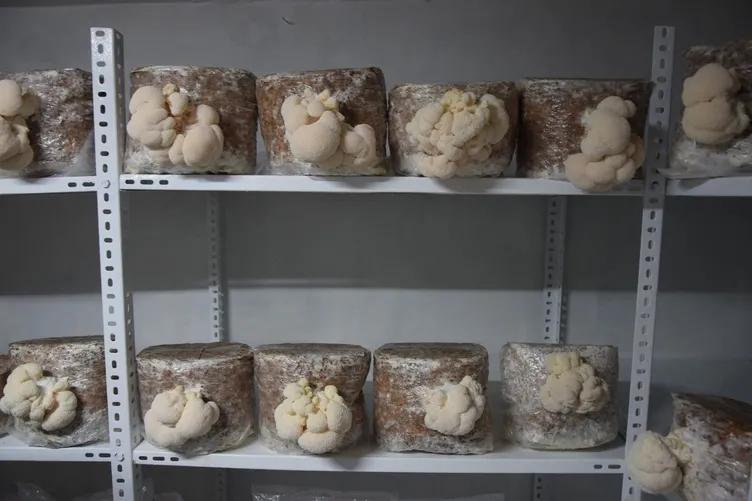 Evinin bodrumunda üretiyor servet kazanıyor: Kilosu 2 bin lira!