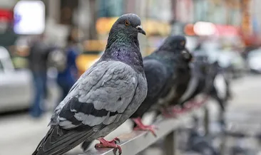 Bilim insanları şaşkına döndü! Güvercinlerin yön bulma sırrı karaciğerlerinde saklı olabilir